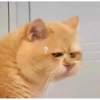 Catsssssss 19