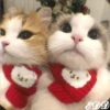 🎄 Gatitos 🐱 12