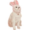 Gatites 6