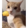 Catsssssss 22