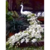 Flowers 11 17