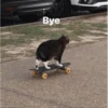 Catsssssss 24
