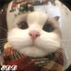 🎄 Gatitos 🐱 15