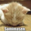 Catsssssss 25