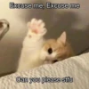 Catsssssss 26