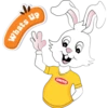 rabbit 10