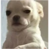 Memes34689 19
