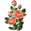 Flowers 3 21