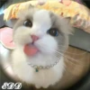 🎄 Gatitos 🐱 17