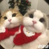 🎄 Gatitos 🐱 18