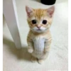 Catsssssss 27