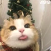 🎄 Gatitos 🐱 20