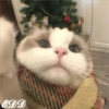 🎄 Gatitos 🐱 22