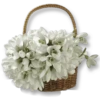 Flowers 3 26