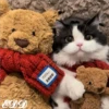 🎄 Gatitos 🐱 24