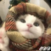 🎄 Gatitos 🐱 25