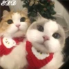 🎄 Gatitos 🐱 26