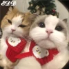 🎄 Gatitos 🐱 27