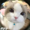 🎄 Gatitos 🐱 28