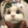 🎄 Gatitos 🐱 30