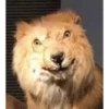 Favorite Memes 6