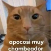 Pegatins 9