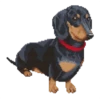 Perritos 9