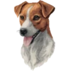 Perritos 10