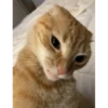 gatitos 5