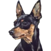 Perritos 13