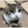 gatitos 6