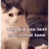 kittys 5
