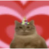 gatitos 7