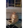gatitos 8