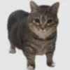 gatitos 9