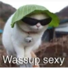 kittys 7