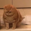 gatitos 10