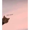 kittys 8