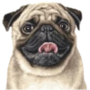Perritos 19
