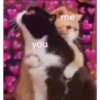 kittys 9