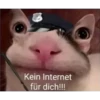 kittys 10