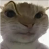 kittys 11