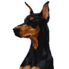 Perritos 25