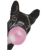 Perritos 26
