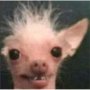 slay 19