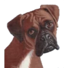 Perritos 27