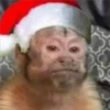 🎄 MeMes NaViDeÑoS 🦌 22