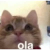 gatitos 12