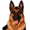 Perritos 29
