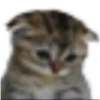 gatitos 13